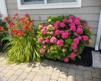 Gorgeous plants