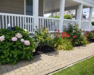 Spectacular plants