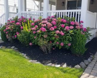 Hydrangeas