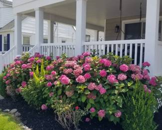 Hydrangeas