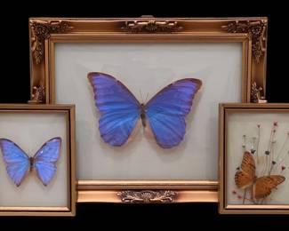 Vintage Brazilian Framed Butterfly Taxidermy Art Trio Set