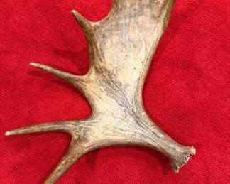 $150~ Large Moose Antler