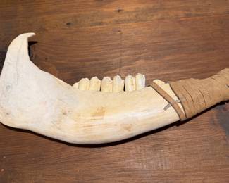$75~ Bison Jawbone