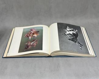Another view of the Classic Natural History Prints: Shells by S. Peter Dance and David Heppell