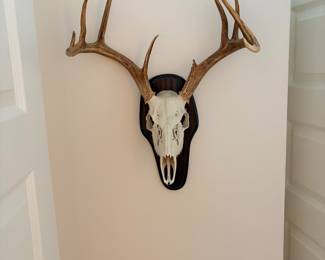 whitetail deer European skull mount, likely mounted on a walnut-finished plaque
