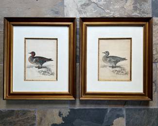 1830s Selby-Jardine "Carolina Teal"--Hand-Colored & Uncolored Pair--19" by 22"