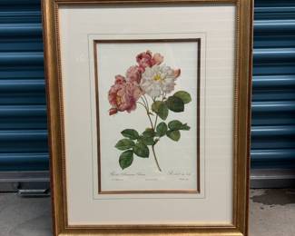 Framed 1950's reprint of Pierre-Joseph Redoute botanical. We have 6 of these. 20" by 24".