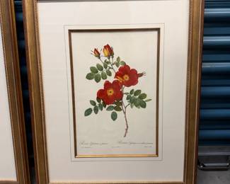 Framed 1950's reprint of Pierre-Joseph Redoute botanical. We have 6 of these. 20" by 24".