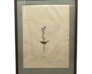Audubon reprint Selby's Flycatcher 32" by 42" or Double Elephant Folio size ($300)