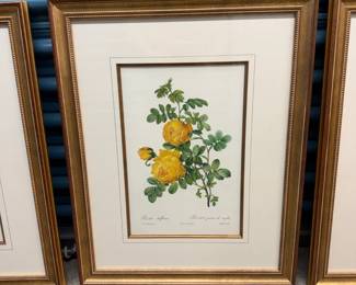 Framed 1950's reprint of Pierre-Joseph Redoute botanical. We have 6 of these. 20" by 24".