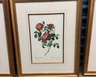 Framed 1950's reprint of Pierre-Joseph Redoute botanical. We have 6 of these. 20" by 24".