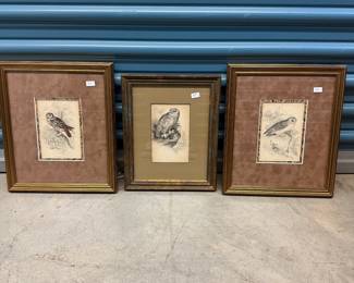 Antique hand-colored owl etchings