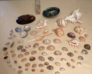 MCJ010 Various Beautiful Sea Shells