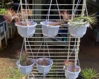 MCJ153 Nine Hanging Baskets Of Tillandsia Air Plants
