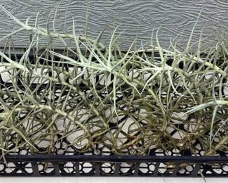 MCJ154 Twelve Tillandsia Air Plants