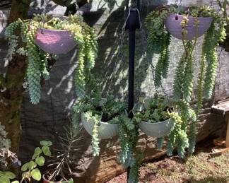 MCJ156 Four Hanging Planters Of Donkey Tail Succulents