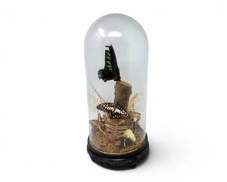 142 ButterflyDisplayUnderGlassDomewDecorativeNatureScene