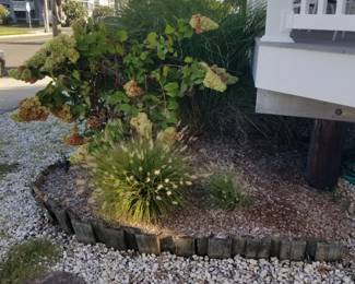 Plants; stepping rounds