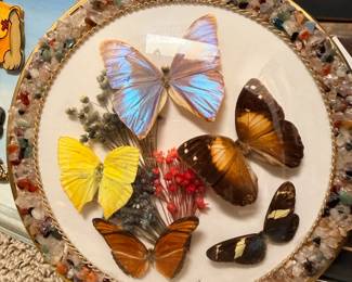 More butterflies under glass
