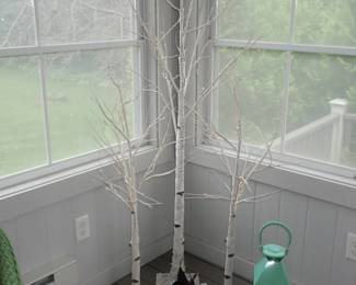 WHITE BIRCH TREES