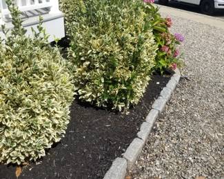 Plants; Belgian blocks