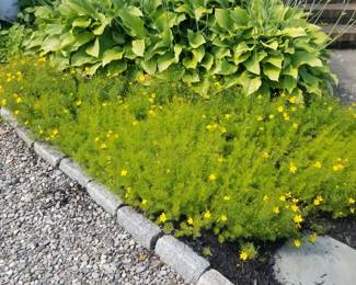 Plants; Belgian blocks; gravel