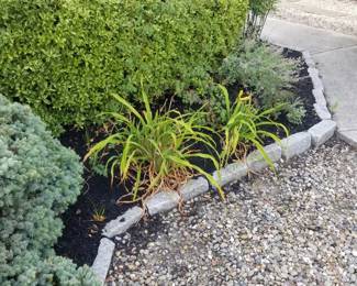 Plants; Belgian blocks