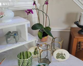 LOTS of Plants