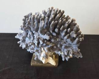 Gray Coral