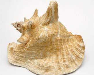 Lot 637: Natural Queen Conch Shell