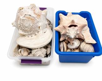 Lot 0842: Seashell Collection with Queen Conch & King Helmet