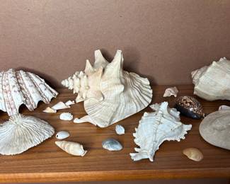 Decorative Seashell Collection