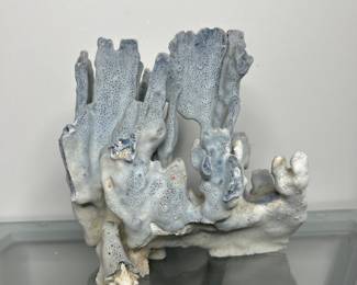 Blue Coral (Heliopora coerulea) Specimen