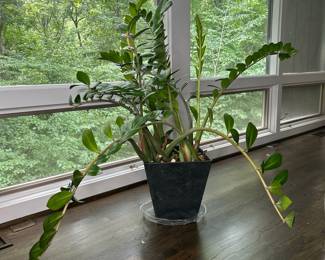 Zamioculcas zamiifolia (ZZ Plant) in Decorative Pot
