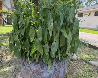 Cast Iron Pot with plant