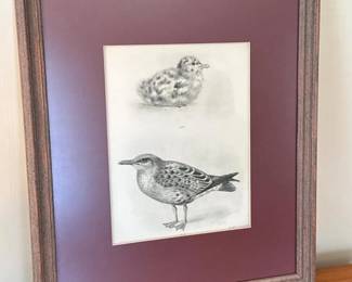 134 15x18framedornithologicalprint