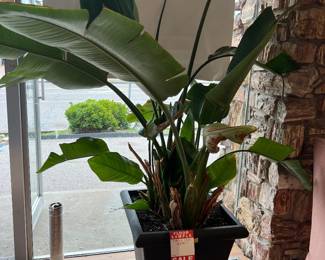 paradise palm plant. We have 2!