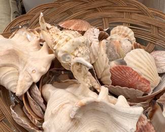 Sea Shells