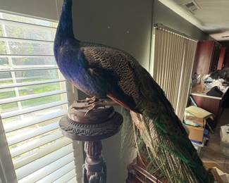 Taxidermy of peacock on intricate carved wooden stand