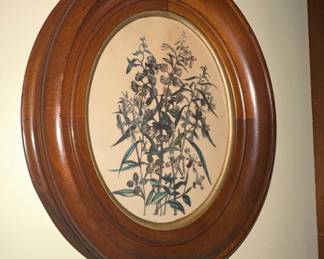 Vintage Botanical Prints in Oval Wood Frames