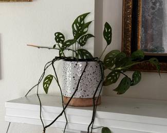 plant with pot $25