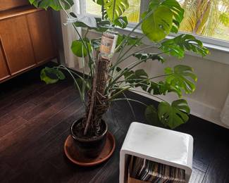 Whether you’re a collector, plant lover, or just hunting for something unique, you’ll find rare vintage vinyl records, beautiful display and storage pieces, and plenty of plants ready to brighten your space.