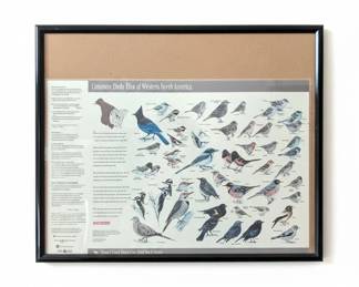 Cornell Lab of Ornithology Project FeederWatch Bird Identification Poster