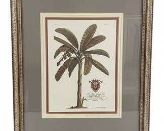 Botanical Prints of Palm and Banana Trees, Attributed to Georg Dionysius Ehret, for Prince Frederick second image
