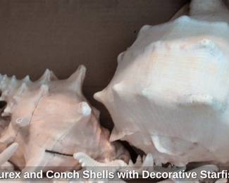 Murex and Conch Shells with Decorative Starfish