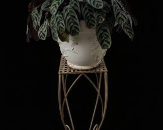Calathea Corbiferya Plant