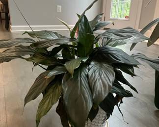Spathiphyllum Peace Lily in Hexagonal Ceramic Planter