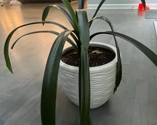 Clivia miniata Bush Lily in Textured Ceramic Planter