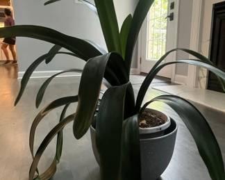 Mature Clivia miniata Bush Lily Houseplant