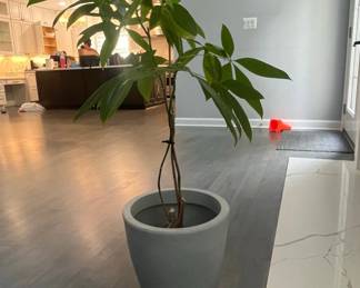 Pachira Aquatica Money Tree in Ceramic Planter